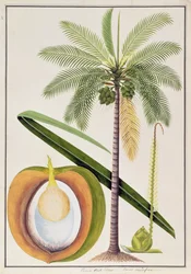 マラッカの植物の絵からのココアナッツツリー、c.1805-18（紙にトイレ）